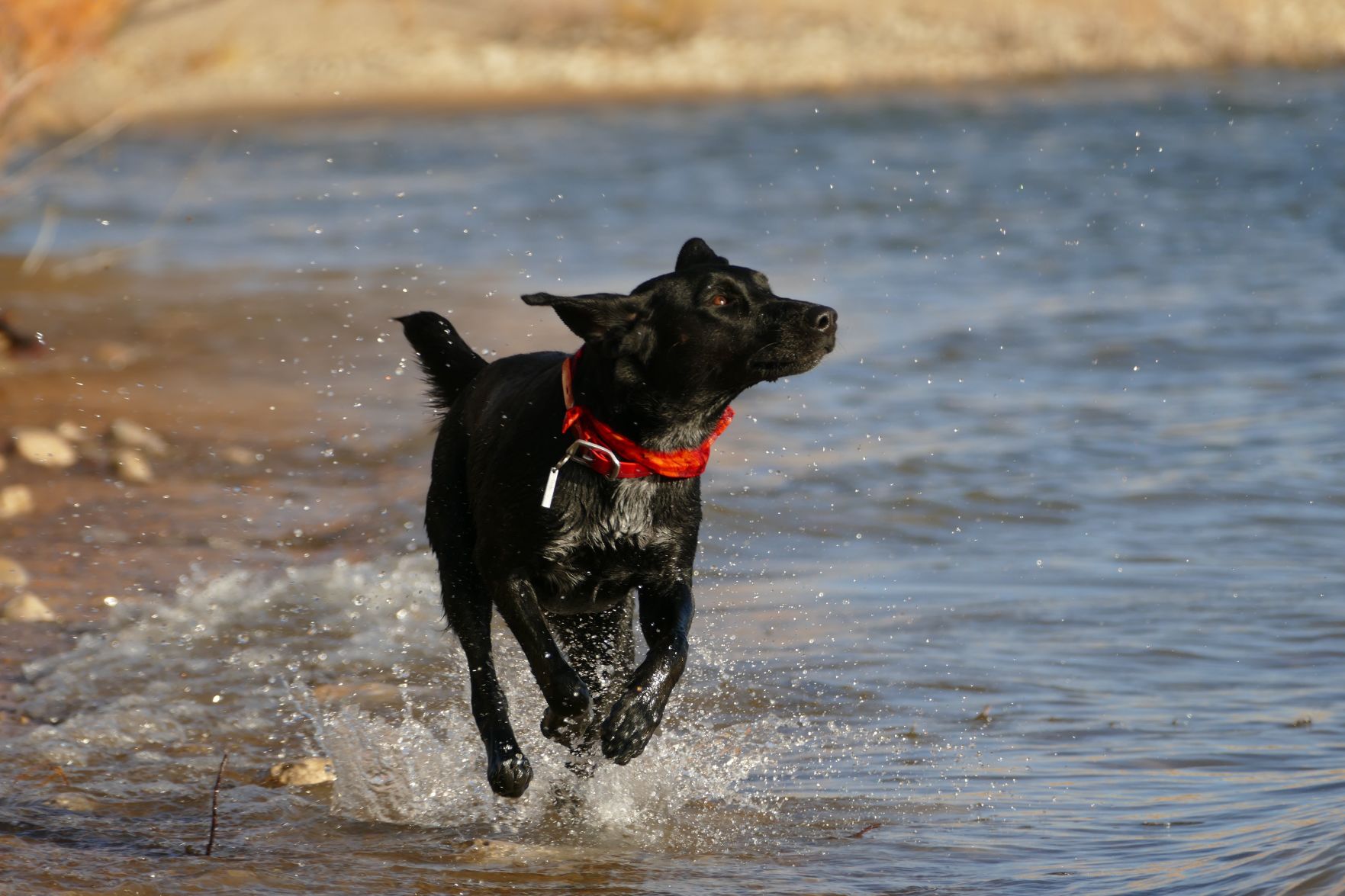 yuki-dog-437452-unsplash - Dog Splashes at Beach.jpg